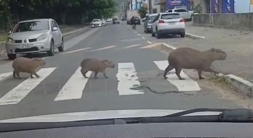 Após fortes chuvas, capivaras dão uma banda pela cidade e atravessam faixa em Tubarão; VÍDEO