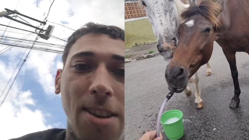 Cavalos interrompem lavagem de carro para beber água da mangueira em vídeo; ASSISTA