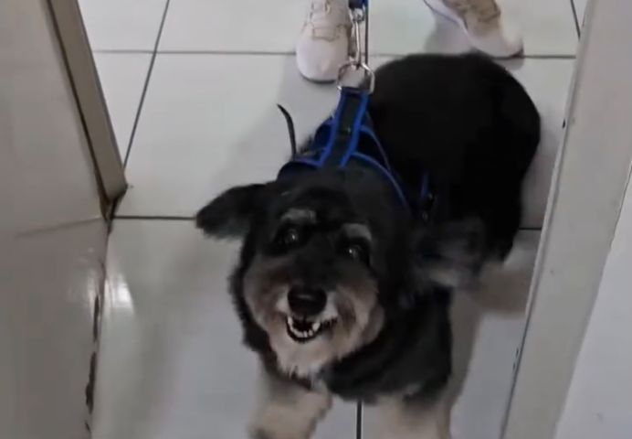 Cachorro muda de personalidade assim que vê tutora e vídeo diverte