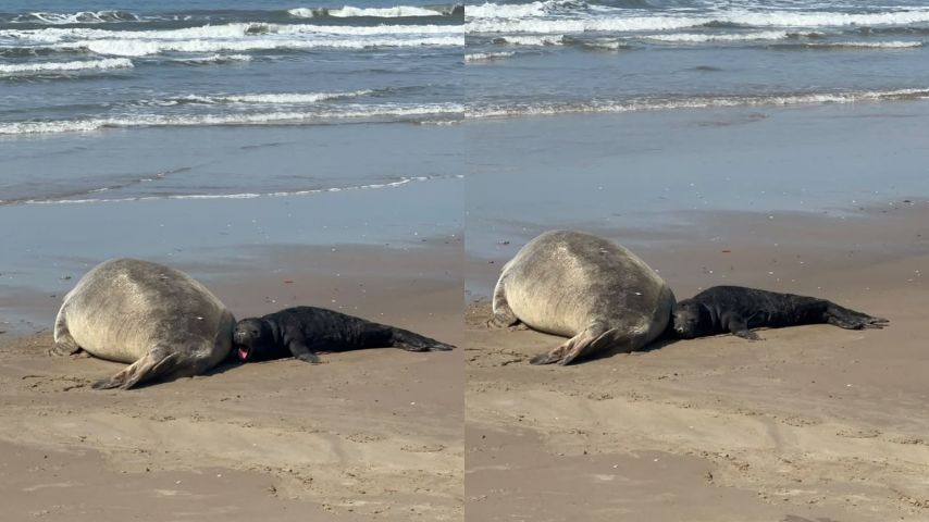 Nascimento especial: elefante-marinho-do-sul dá à luz a filhote na praia de Jaguaruna