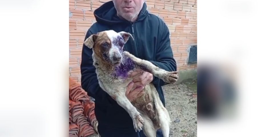 (Vídeo) Cachorro vítima de maus-tratos é resgatado em estado crítico em Tubarão