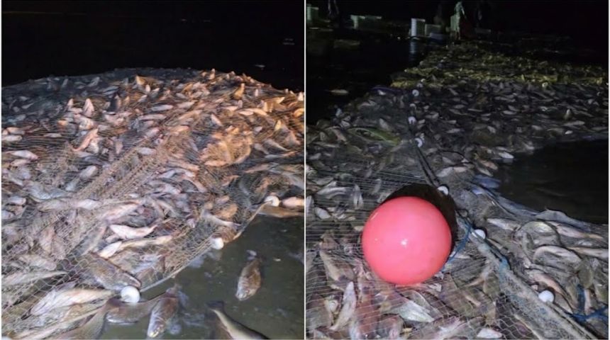 VÍDEO: Quantidade enorme de corvinas são pescadas durante cerco em Laguna