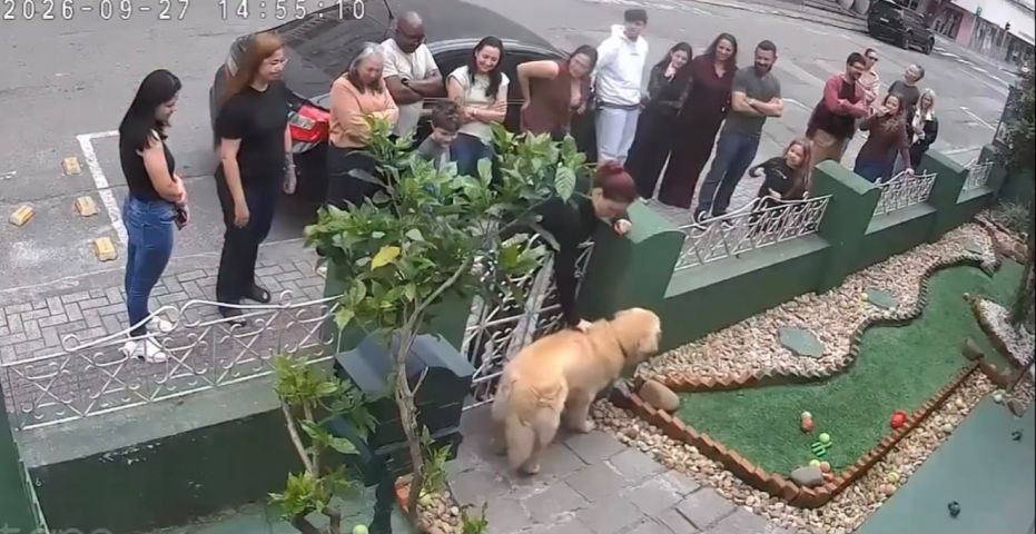 Golden recebe carinho de desconhecidos no portão em Itajaí e viraliza; VÍDEO