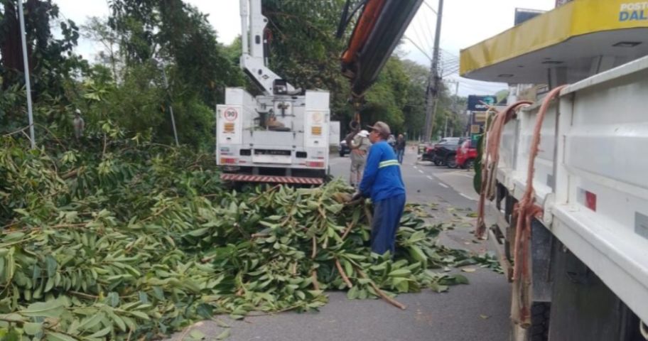 Árvores plantadas após enchente de 1974 viram risco e prefeitura começa a derrubar falsas-seringueiras em Tubarão
