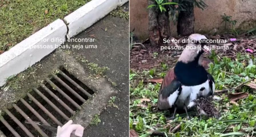 (Vídeo) Filhotes de quero-quero presos em bueiro 'correm' para mãe após resgate em SC