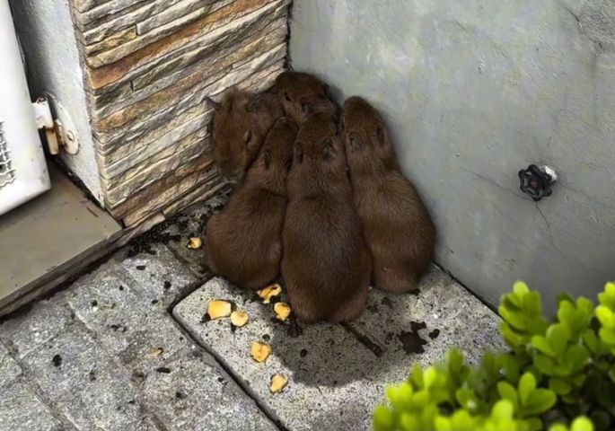 Em SC: resgate de cinco filhotes de capivara viraliza nas redes sociais; ASSISTA