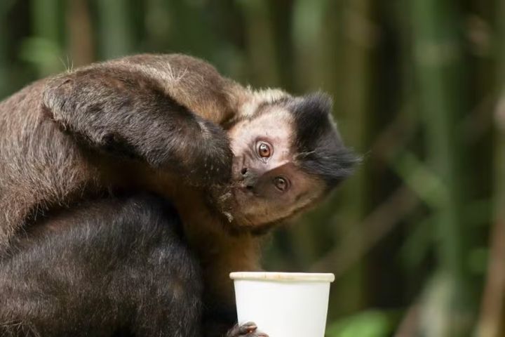 Macaco-prego invade casas, ingere álcool e medicamentos e fere cinco pessoas na Bahia
