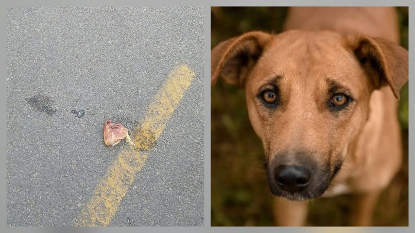 Envenenamento de cães comunitários é denunciado em Capivari de Baixo