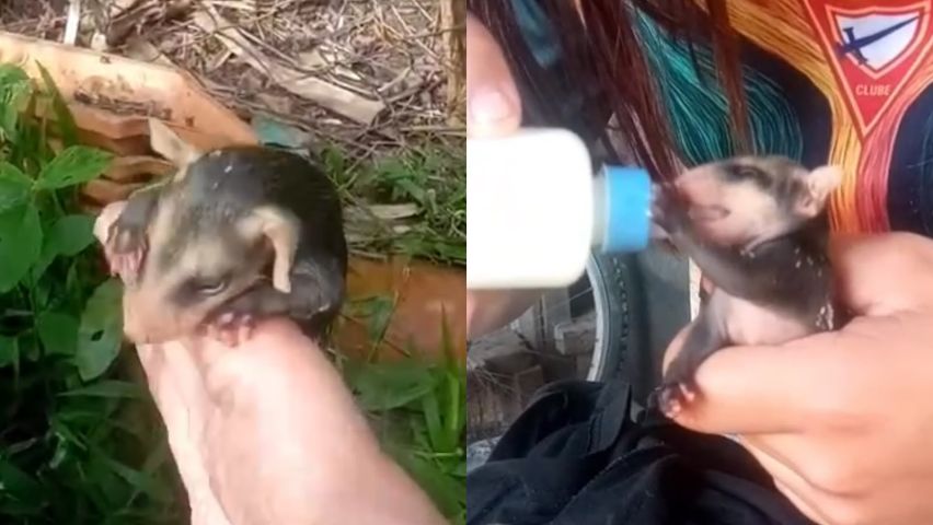 Filhotes de gambá ficam órfãos e precisam de resgate em Tubarão; VÍDEO