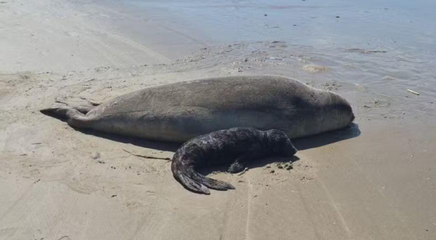 Veterinários investigam se filhote de elefante-marinho morreu após ataque de cães em Jaguaruna