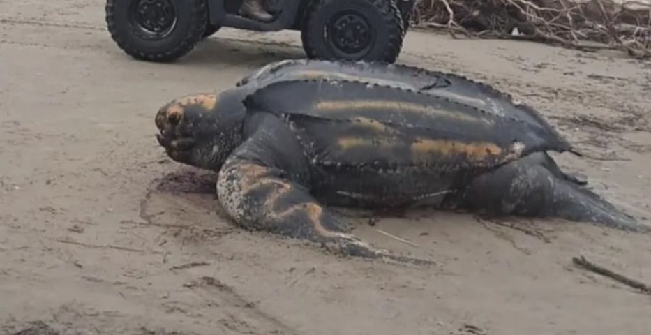 Tartaruga-gigante de mais de 2 metros é encontrada morta em praia de Jaguaruna