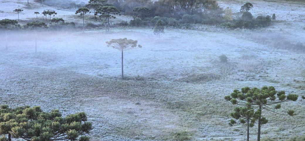 Massa de ar frio chega ao Sul e traz risco de geada nos próximos dias; VÍDEO