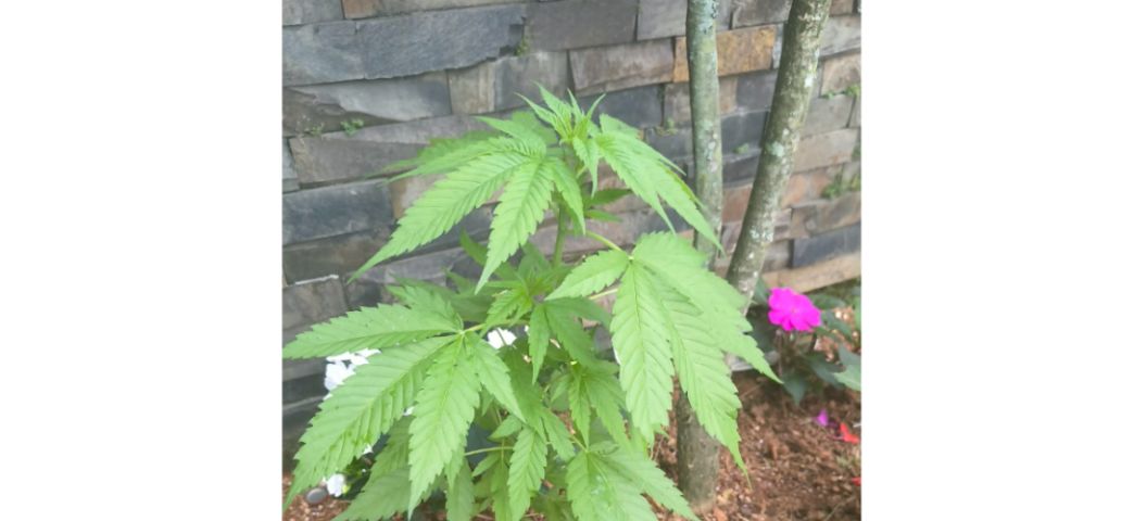 (Vídeo) Pé de maconha é encontrado entre flores em escadaria no Centro de Orleans
