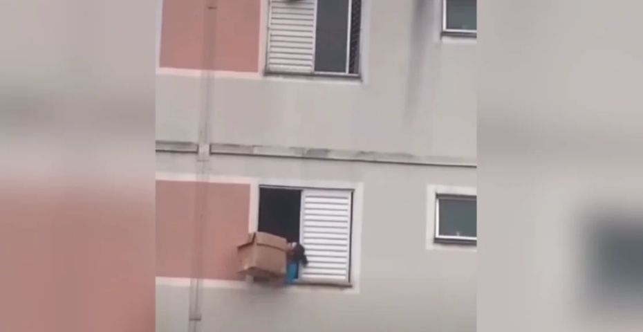 Vídeo: mulher salva cachorro de queda em janela com caixa de papelão