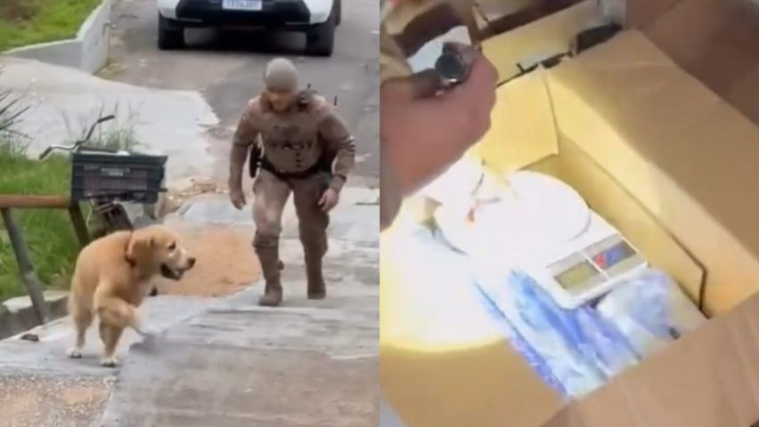Cão farejador ajuda a encontrar mais de 4 kg de maconha em casa em Capivari de Baixo