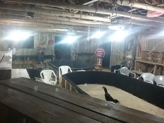 Rinha de galo é descoberta pela Polícia Militar no interior de Lauro Müller