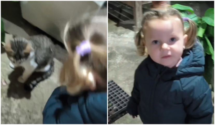 'Eu vou levar': vídeo de menina tentando convencer a mãe a adotar um gatinho viraliza