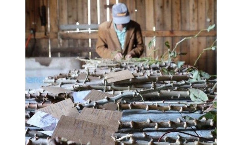 Imbituba:  Feira da Mandioca é premiada pelo Ministério da Cultura