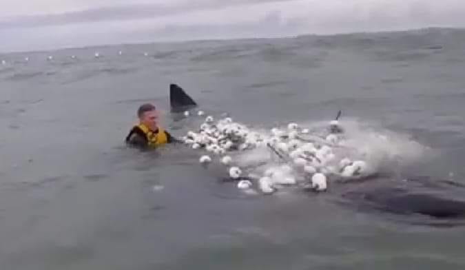 Surfistas receberão prêmio por salvar filhote de baleia no Farol de Santa Marta