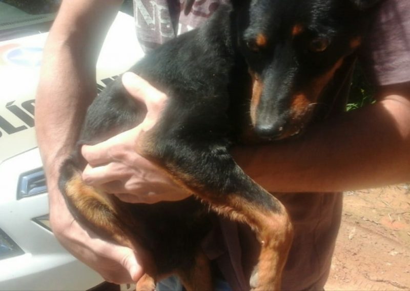 No Estado: Polícia apreende espingarda usada para atirar em cachorro