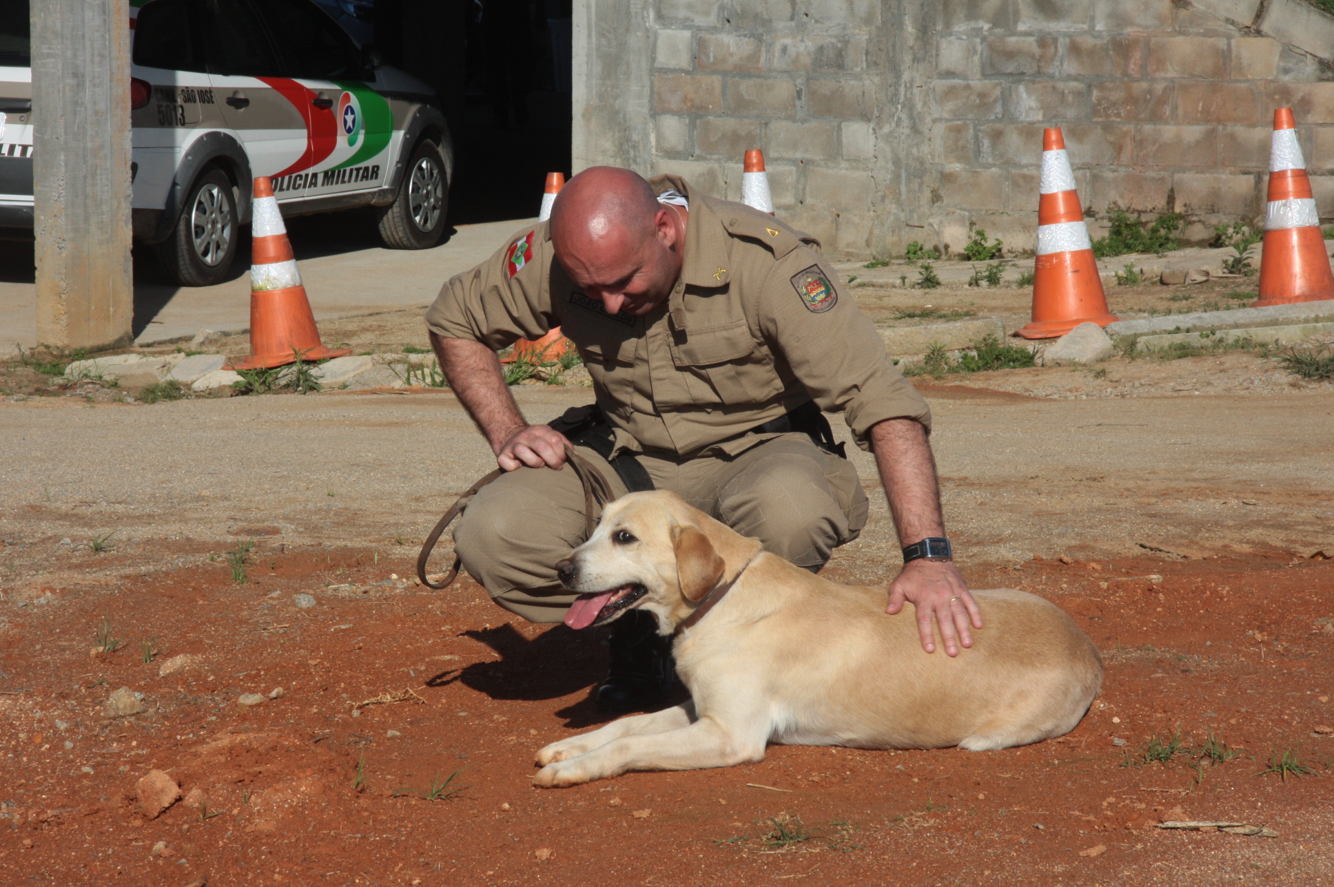 Deputados aprovam projeto sobre doação de animais da Segurança Pública