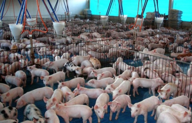 Braço do Norte: Curso capacitará criadores de suínos a trabalhar com software